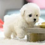 Interactieve Pluche Hond met Realistische Bewegingen