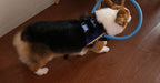 Bumperhalsband Voor Blinde Honden