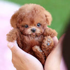 Interactieve Pluche Hond met Realistische Bewegingen