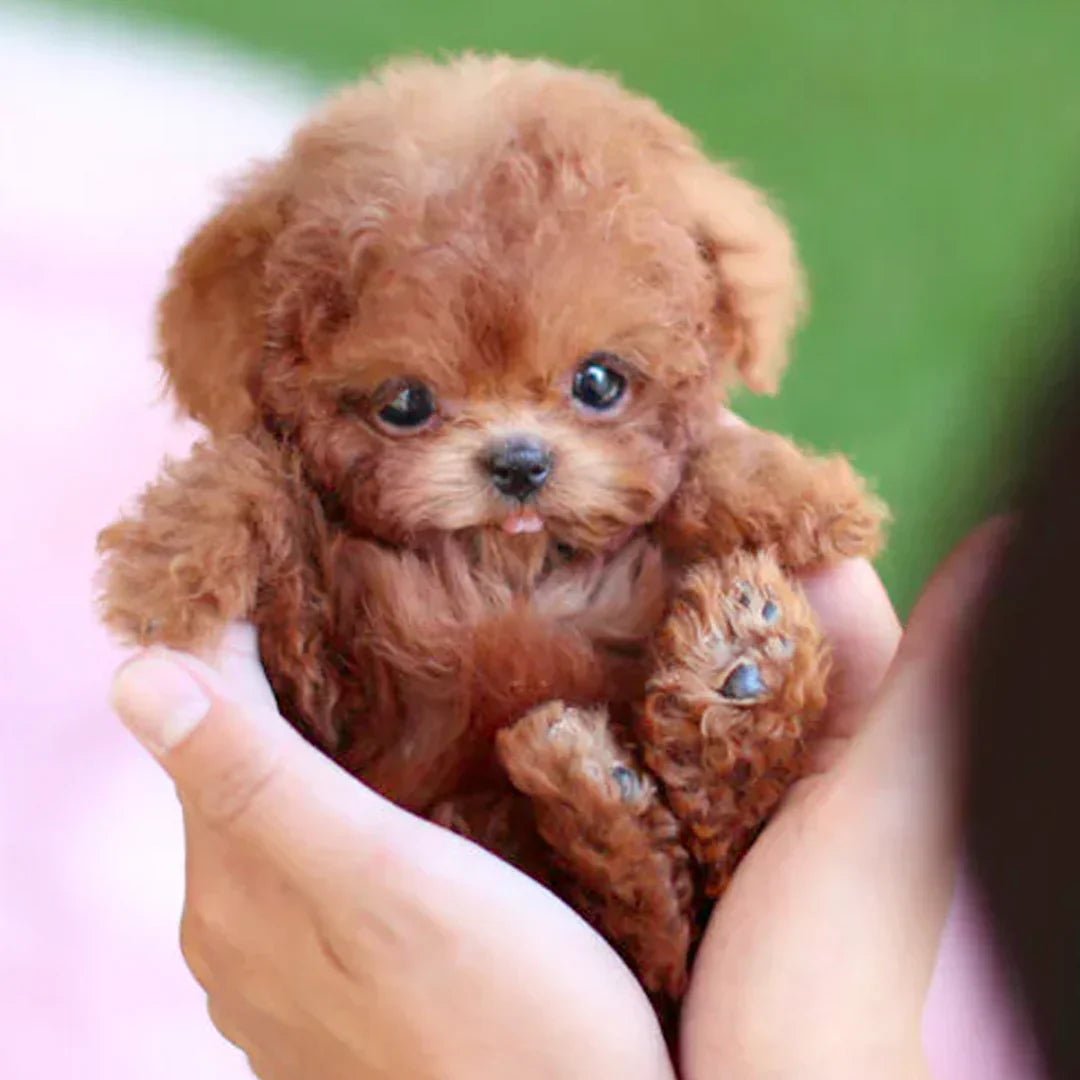 Interactieve Pluche Hond met Realistische Bewegingen
