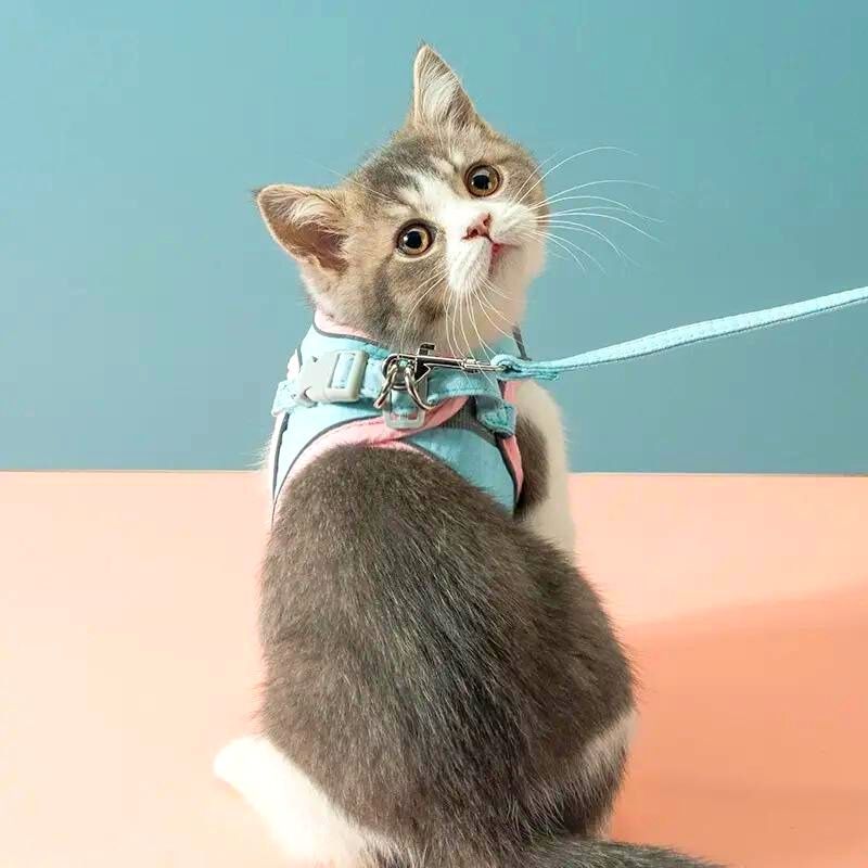 Suède Kattenharnas met Reflecterende Veiligheidsstrepen