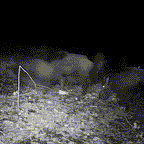 Wildlife Camera Nachtobservatie Voor Dierenactiviteit