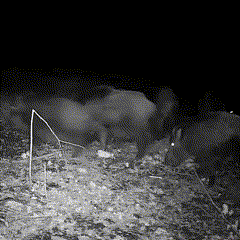 Wildlife Camera Nachtobservatie Voor Dierenactiviteit