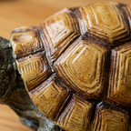 Handgevormde Keramieken Schildpad met Plantopening en Natuurlijke Schaduwzone