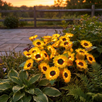 Solar Tuinlamp met Zonnebloemdesign en Automatische Sfeerverlichting