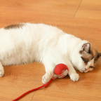Interactief Kattenspeeltje Met Bewegende Staart Voor Actief En Uitdagend Speelplezier
