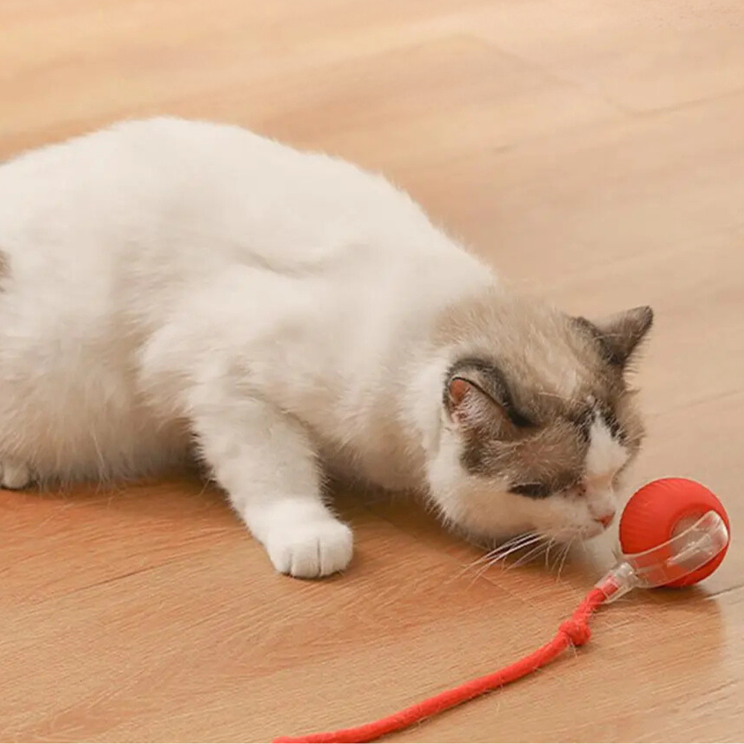 Interactief Kattenspeeltje Met Bewegende Staart Voor Actief En Uitdagend Speelplezier